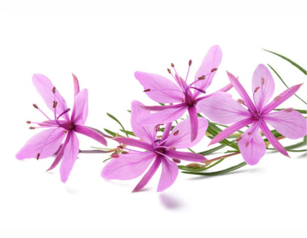 canadian-willowherb-dermatouch