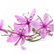 Canadian Willowherb™ 