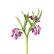Allantoin