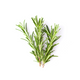 Rosmarinus Officinalis Extract (Rosemary)
